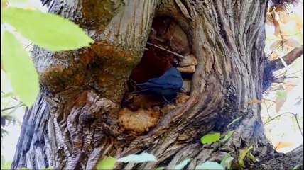 Jackdaw Vs Sparrow Hawk Fighting To Last Breath (2)