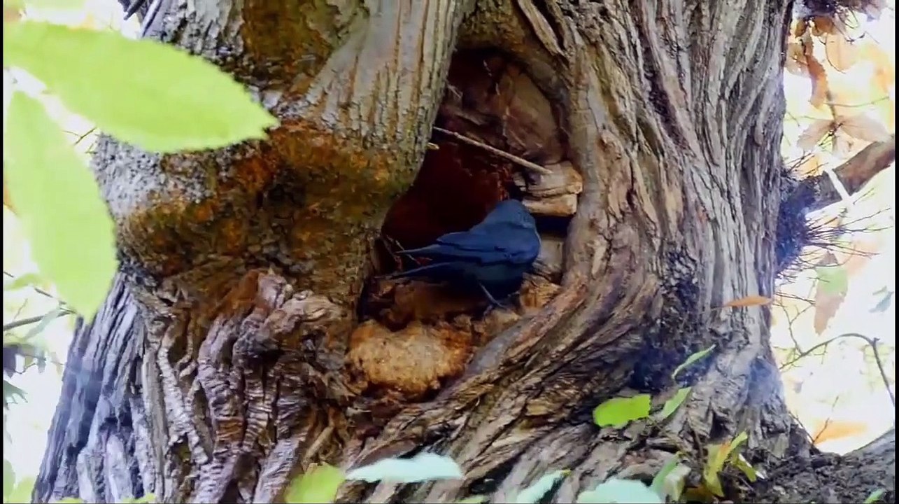 Jackdaw Vs Sparrow Hawk Fighting To Last Breath (2)