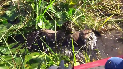 Human Saves King Eagle From Stuck