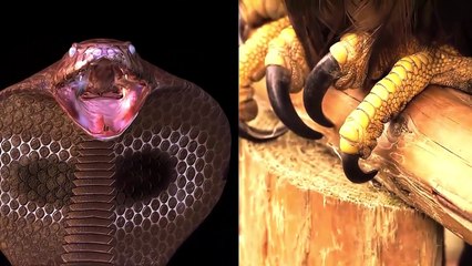 Eagle Hunting Mallard Duck In The River (2)