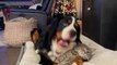 Bernese Mountain Dog Cuddles Grey Tabby Cat at Christmas Time