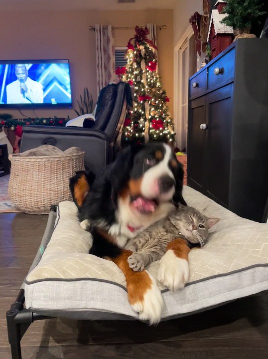 Bernese Mountain Dog Cuddles Grey Tabby Cat at Christmas Time