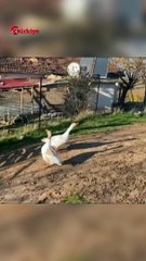 Kazlar, sayaç okumak isteyen personellere saldırdı #shorts #kaz #kazsaldırısı