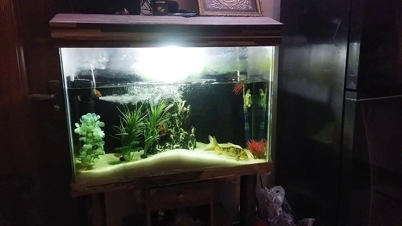 How to clean fish tank video Dailymotion