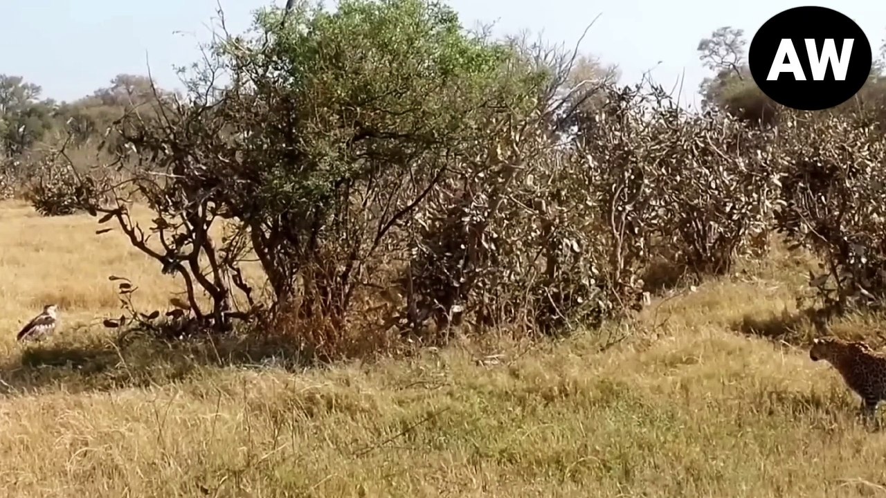 EAGLE जिंदगी की भीख मांगता रह गया । Animals Mercilessly Attacking Birds Of Prey & Ripping Them Apart