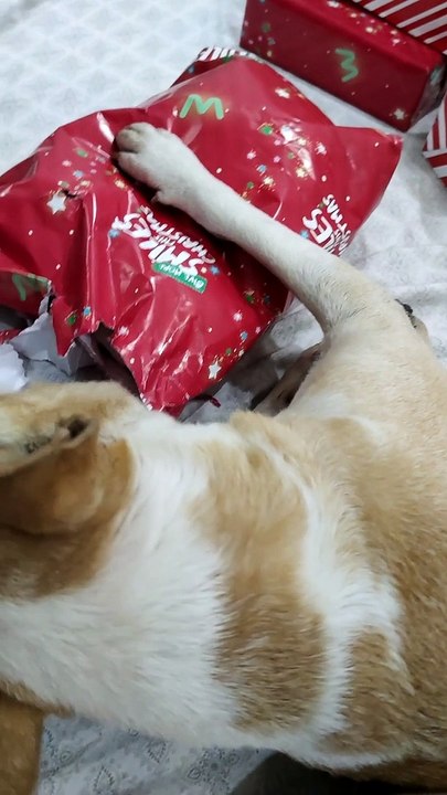 Doggy Opens His Christmas Present