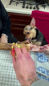 Small Dog Doesn't Want to Share Big Christmas Bone