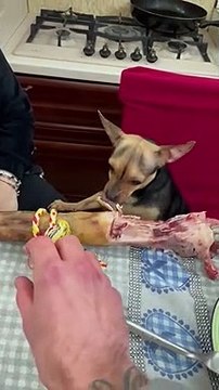 Small Dog Doesn't Want to Share Big Christmas Bone