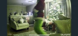 Pet Cam Catches Grinch Stealing Presents