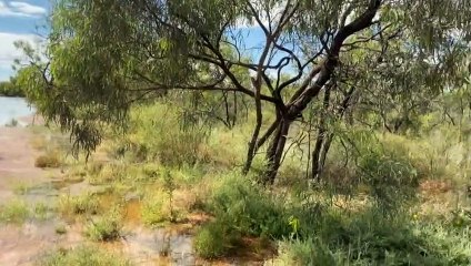 Homes and businesses expected to be inundated in Menindee, NSW