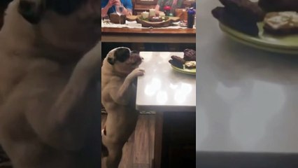 HE'S TRYING SO HARD... #Shorts