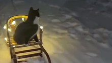 Funniest Animals 2023  Funniest Cat video part 3