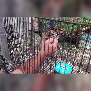 Felis Bengalensis is having breakfast