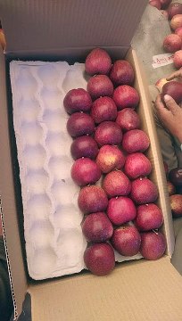 video_India Himachal Pradesh District Kullu Apple Bharat Himachal Pradesh jila Kullu seb