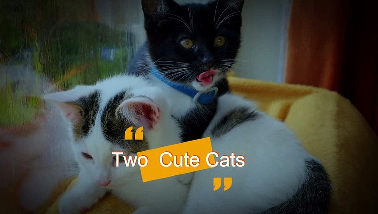 Two Cute Cats Together