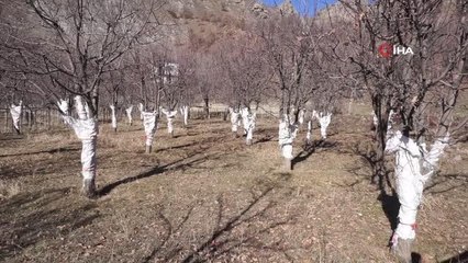 Tavşanlar köylülerin korkulu rüyası oldu, çiftçi torbalı önlem aldı