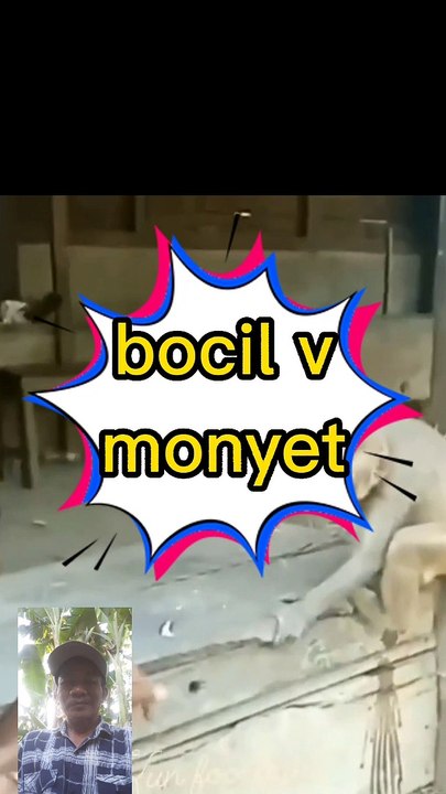 Bocil v monyet