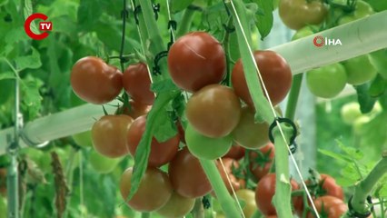 Bu proje, dünyayı tehdit eden kuraklığa karşı umut oldu