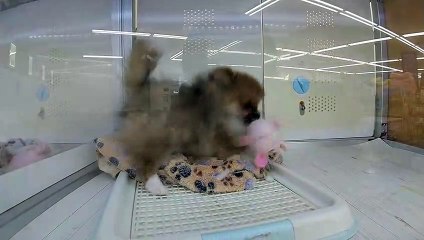 Pomeranian - ポメラニアン