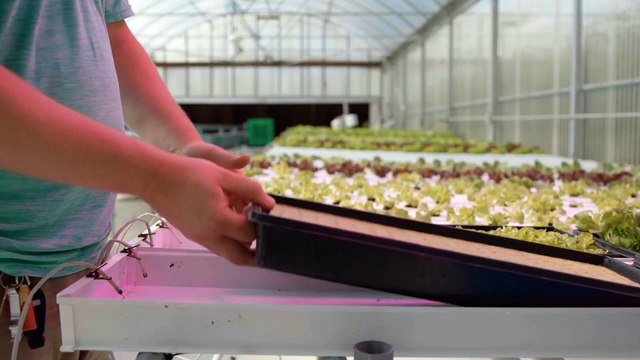 CropKing 2 and 3 Stage NFT Hydroponic Growing System