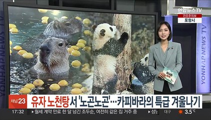 [지구촌톡톡] 유자 노천탕서 '노곤노곤'…카피바라의 특급 겨울나기 外