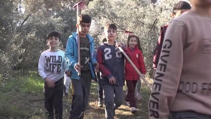 İlkokul öğrencileri, okul bahçesindeki zeytinleri hasat etti