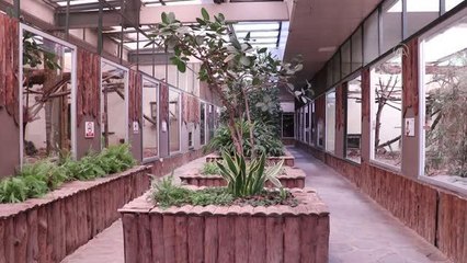 Hayvanat bahçesinin "cüce sakinleri" ziyaretçileri keyiflendiriyor