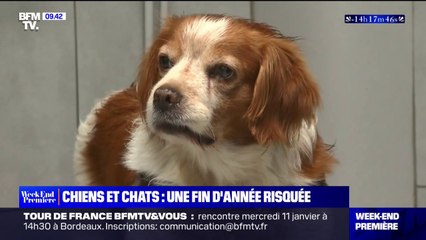 Les vétérinaires particulièrement sollicités en cette fin d'année