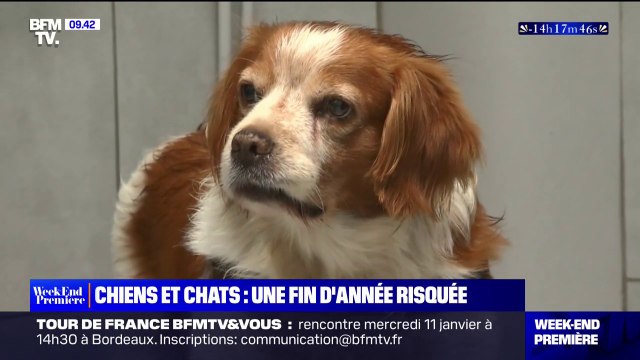 Les vétérinaires particulièrement sollicités en cette fin d'année