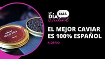 ¿Te gusta el caviar? ¿Sabías que es un producto 100% español? Javi Sánchez nos hace una exquisita degustación con caviar Riofrio, de Osborne
