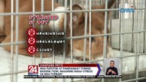 Mga paputok at pampaingay tuwing bagong taon, maaaring maka-stress sa mga furbaby | 24 Oras Weekend