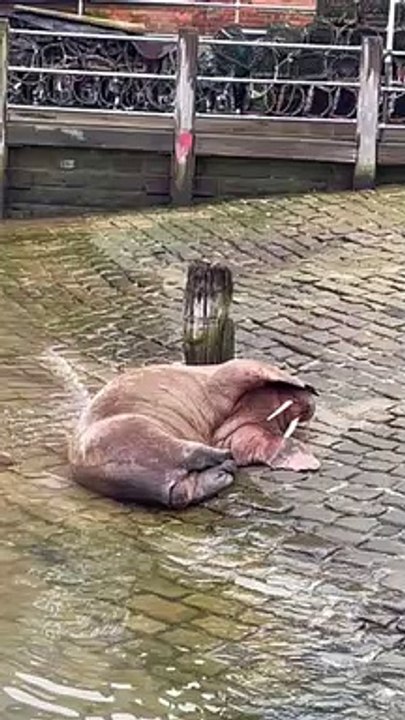 More Scarborough walrus