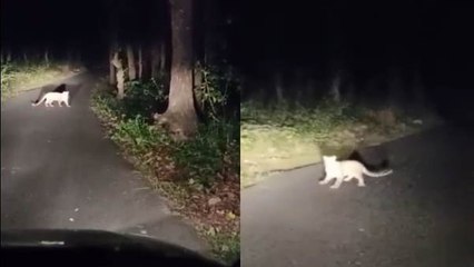 Viral Video : FRI में एक हफ्ते से फैली 'तेंदुए' की दहशत, छात्र-छात्राएं हॉस्टल में रहने को मजबूर