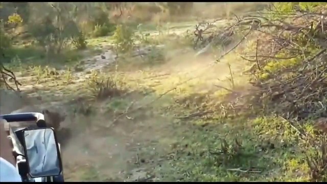 Lion Leopard Hyena Made Himself Laughable When Confronted With Warthog - Harsh Life Of Animals (2)