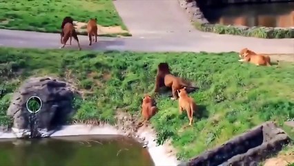 HIPPO clumsy - Crocodile suffered from a general attack from HIPPO  - Harsh Life of Wild Animals, (2)