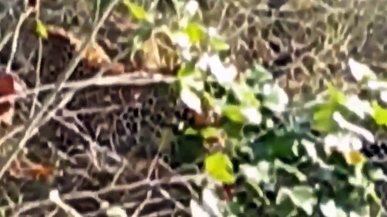 Tiger Frantically Attack Crocodile - Crocodile Too Unlucky Against Tiger - Tiger Vs Crocodile, Boar