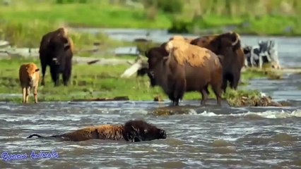 WATCH NOW ! Best Moments Of Mother Animals Protect baby animal - Bison vs Wolf, Lion vs Hippo (2)