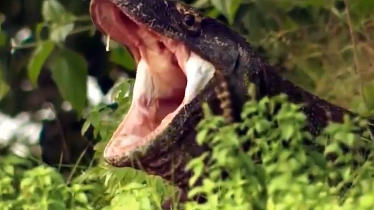 Crazy Invasion Of Komodo Dragons Make Other Animals Tremble - Buffaloes vs Komodo   Wild Fights