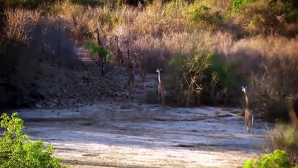 Wild Buffaloes Resiliently Against Hungry Lions And The Result Is - Lioness Vs Deer   Animal Fights