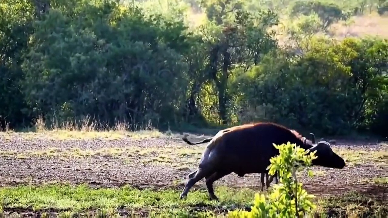 Hyena Is oo Dangerous - Buffalo And Rhino Are Both Powerless Against Hyena - Hyena vs Buffalo Rhino