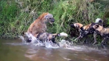 The war for prey between Hyena vs Wild Dog is fierce,The Impala counterattacked with a fierce attack