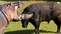 WATCH NOW ! Buffalo Escapes Alligators In A Spectacular Way - Buffalo Fights Hippo VS Hion (2)