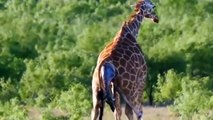 AMAZING  Mother Giraffe Knock Down Lions To Protect Her Baby GIRAFFE, LION, WARTHOG
