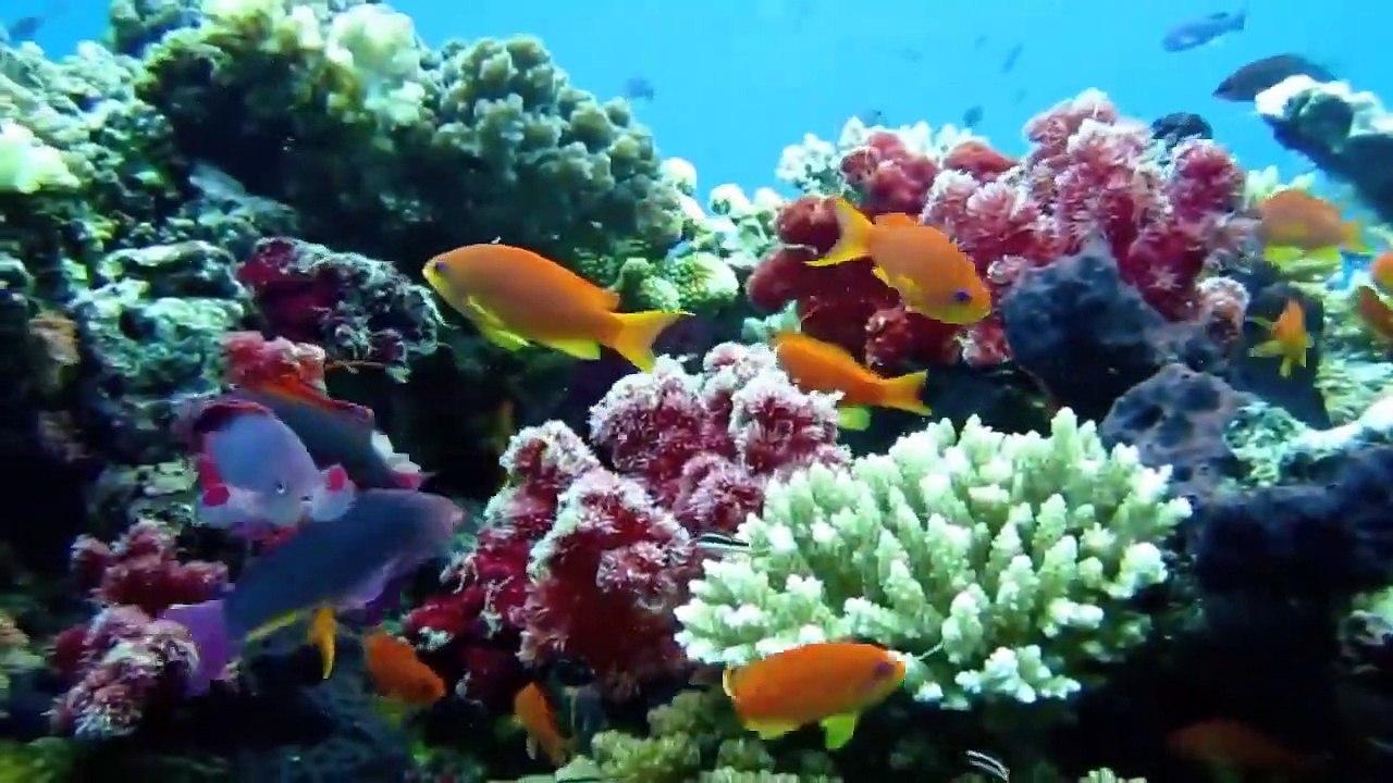 Moray Eel vs Moray Eel- Big Battle In The Ocean
