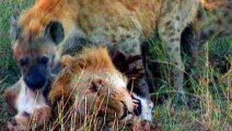 Hyenas vs Big Cat, Most Brutal attacks! - Hyena want destroy Lion to win prey - Hyena attack Leopard