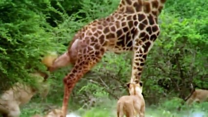 Lion Could Not Win Powerful of Giraffe – Mother Giraffe Save Her Baby From Lion vs Kudu, Buffalo