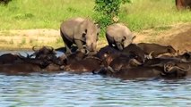Buffalo Punished When Trespassing The Hippo Hippo Madness Attacks Buffalo