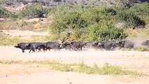 Animals attacks 2021 - Lion's Aghast Nightmare When Facing 200 BuffaloS - Lion vs Buffalo, Hyena