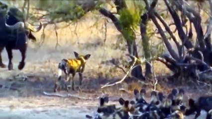 Big Battle Between Buffalo VS Wild Dog   Buffalo Attack And Protect Newborns From Herd Wild Dog's