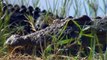 Warthog Defies Recklessness To Attack Lion And Buffalo - Lion Vs Warthog Incredible Survival Battle